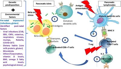 Environmental Triggering of Type 1 Diabetes Autoimmunity